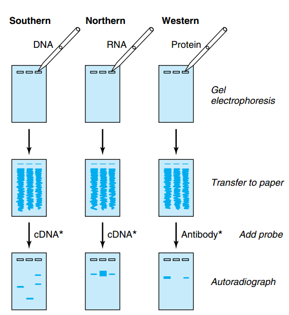 abcam dot blot protocol abcam dot blot protocol