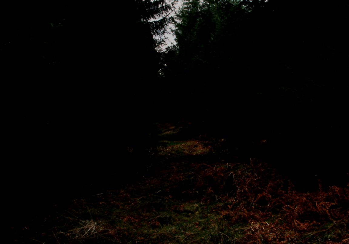 dark green forest tumblr hdwallpapera dark green forest tumblr hdwallpapera