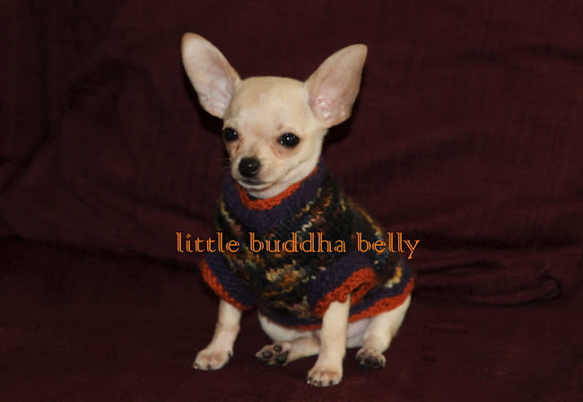 little buddha belly