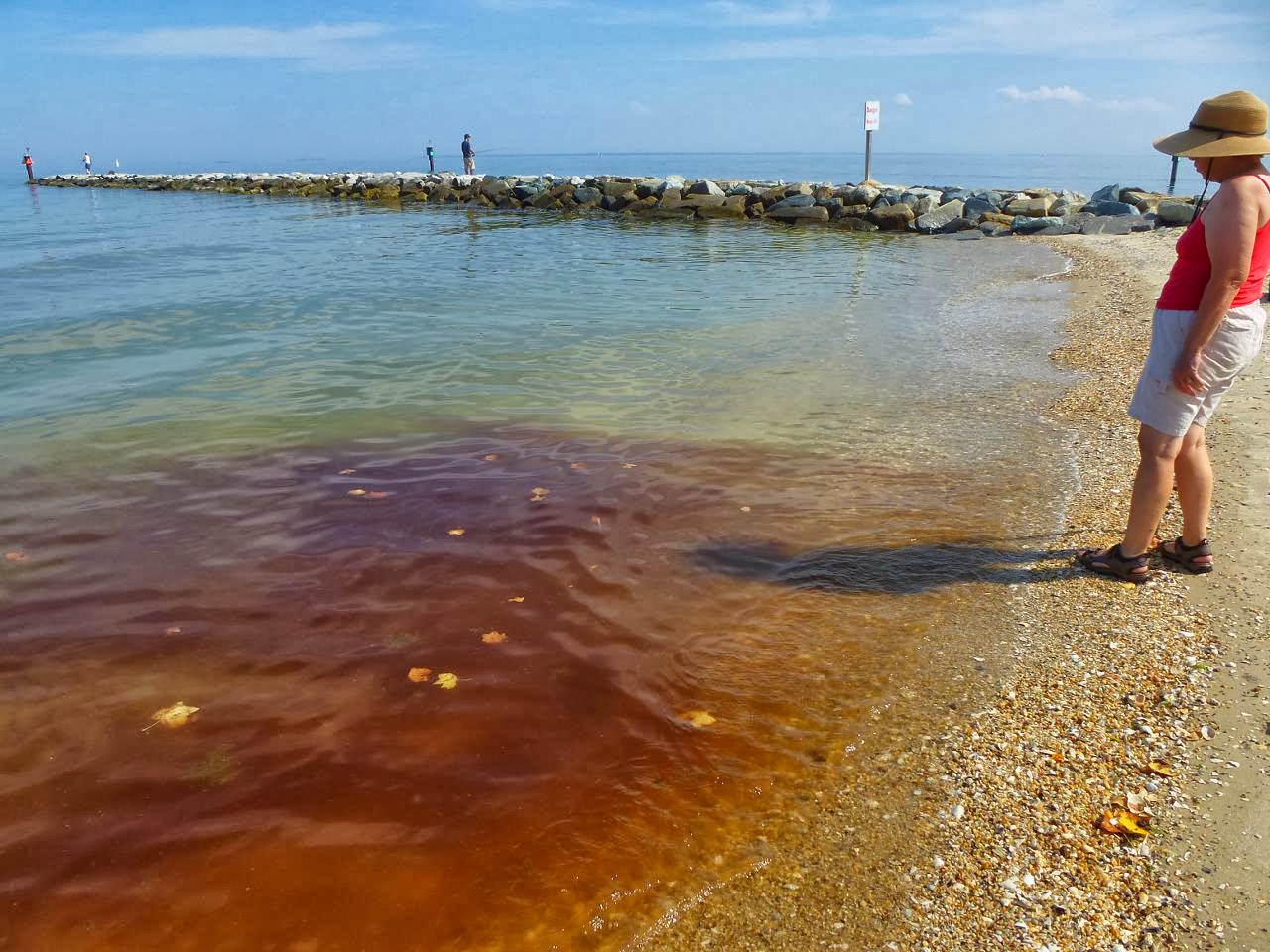 A View from the Beach Red Tide at the Beach