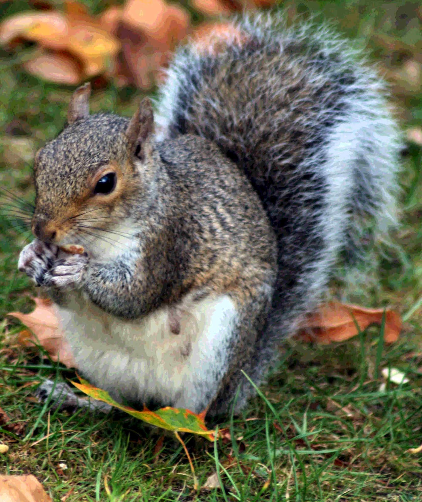 Chester the squirrel