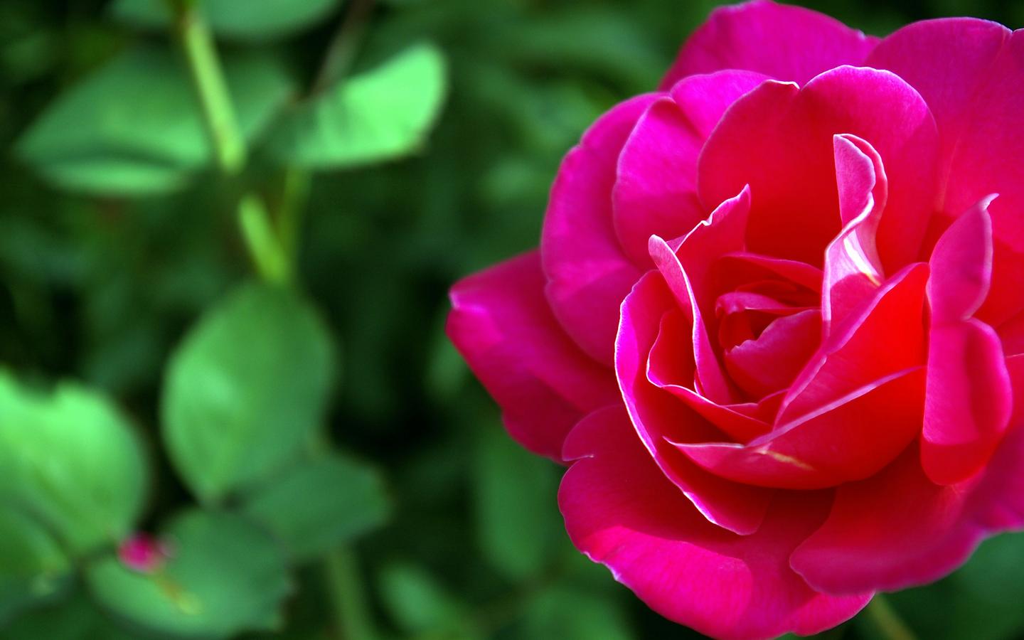 Animated Rose Flower Wallpaper