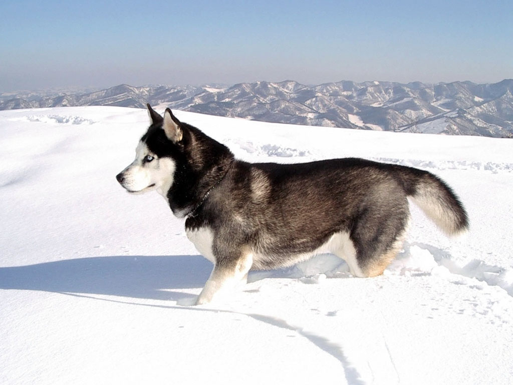 Siberian Husky | wallpaper