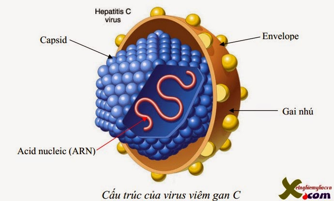 [Image: HCV3.jpg]