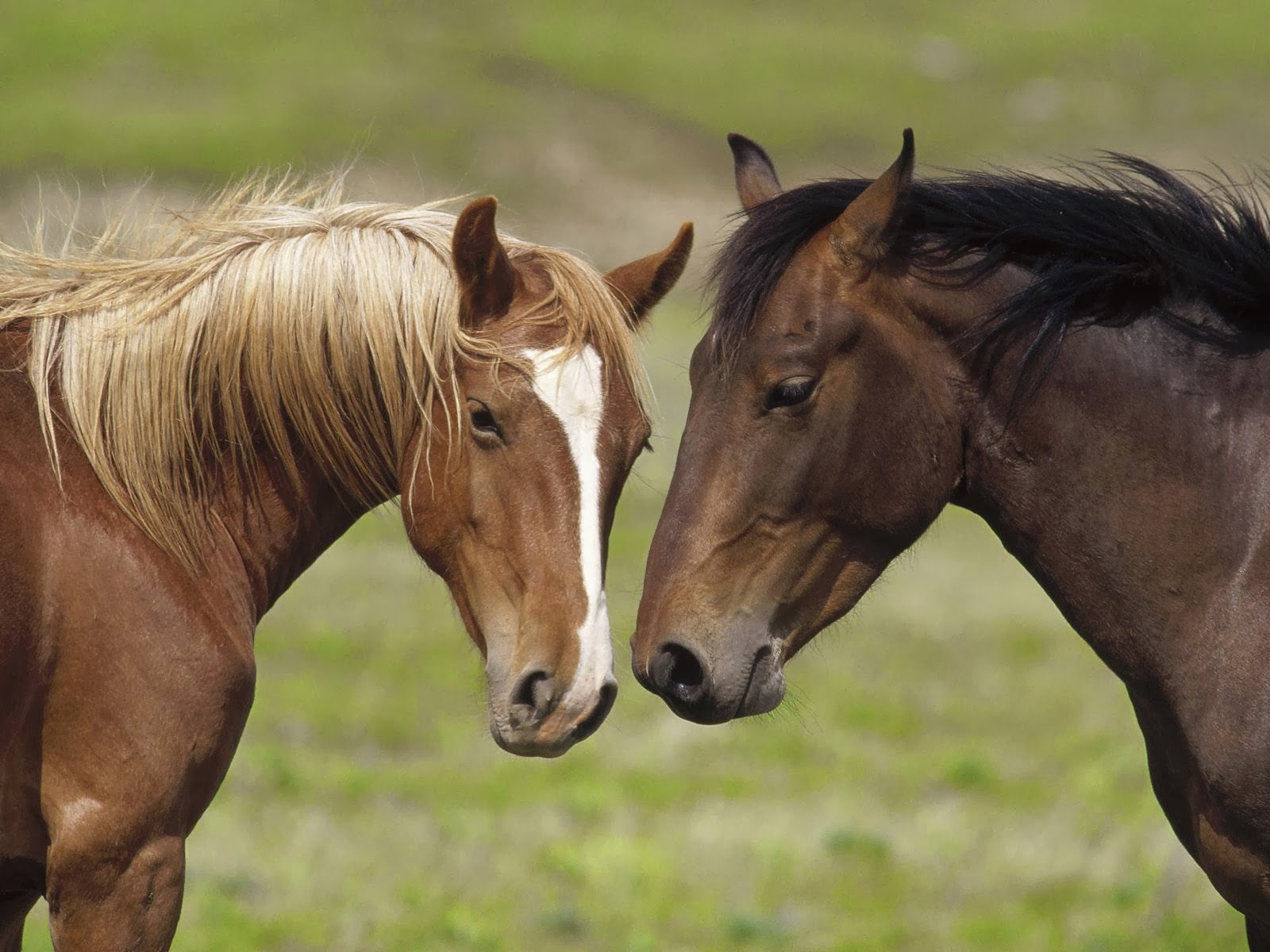 HORSES HD WALLPAPERS | FREE HD WALLPAPERS