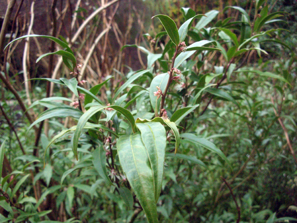A Guide To Northeastern Gardening 18 Summer Blooming Shrubs For