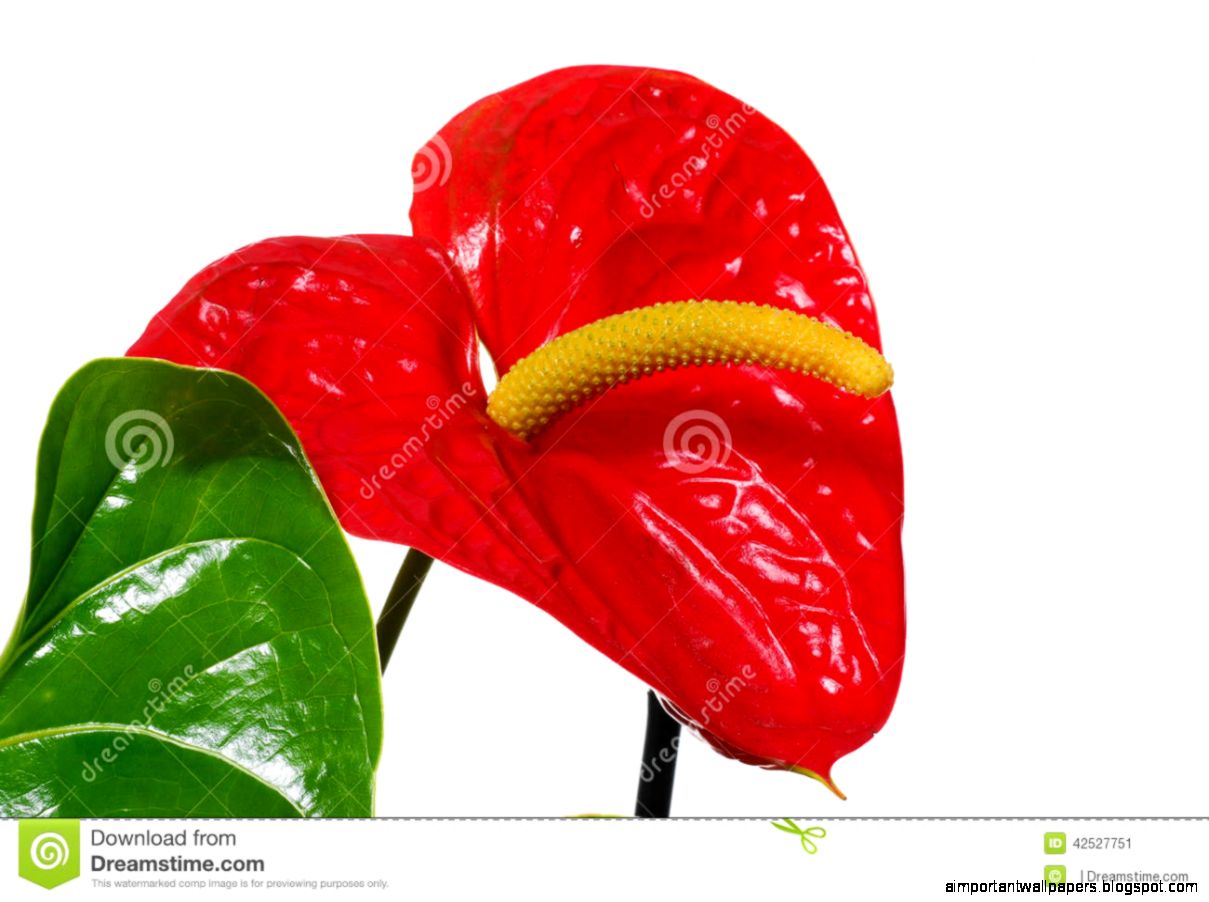 Beautiful Shiny Hot Red Flowers With Green Leaf Stock Photo Beautiful Shiny Hot Red Flowers With Green Leaf Stock Photo