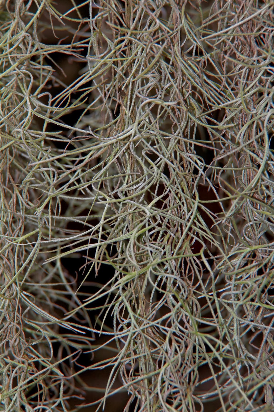 Flowers Around Us by Ridzwan MN Tillandsia usneoides Spanish Moss