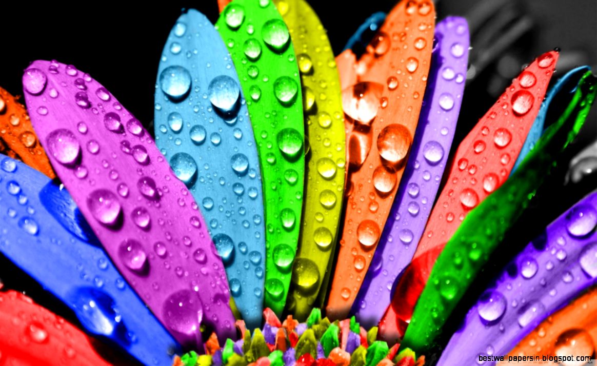 Colorful Flower HD desktop wallpaper Widescreen High Colorful Flower HD desktop wallpaper Widescreen High