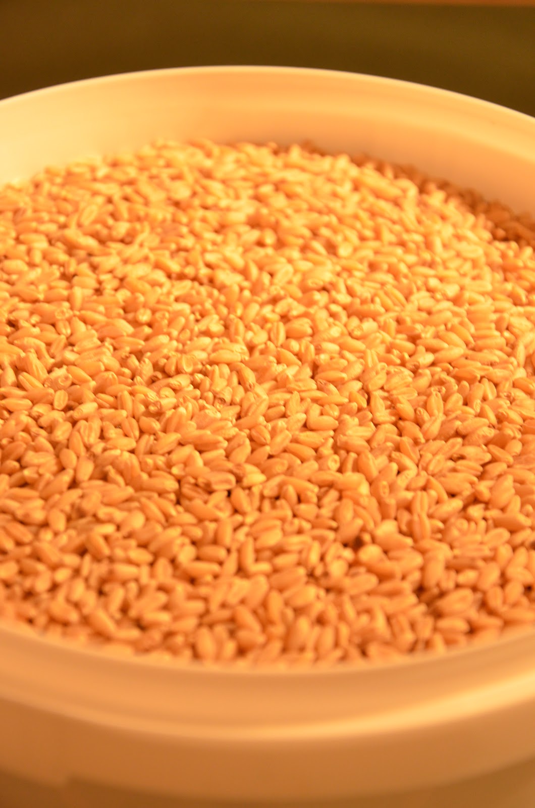 The Locust Grove Homestead Surprise! It's a Grain Mill!!