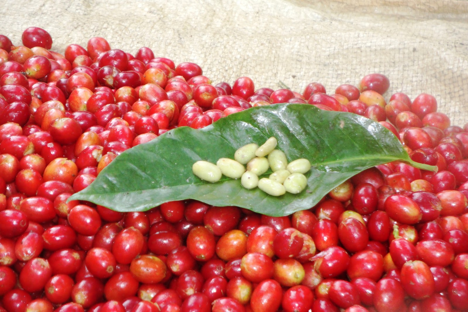 Café metilxantin noviembre 2011