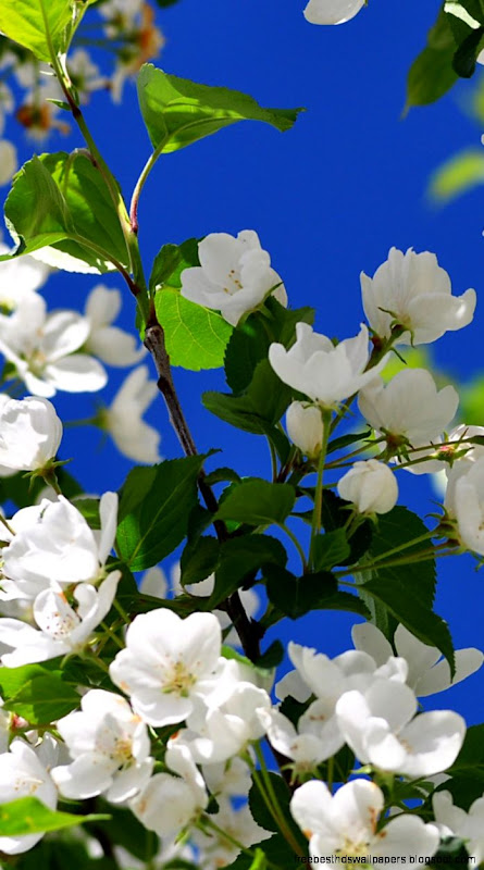 IPhone 6 Spring Wallpapers HD Desktop Backgrounds 750x1334 IPhone 6 Spring Wallpapers HD Desktop Backgrounds 750x1334