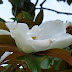 Today's Flowers:  Magnolia