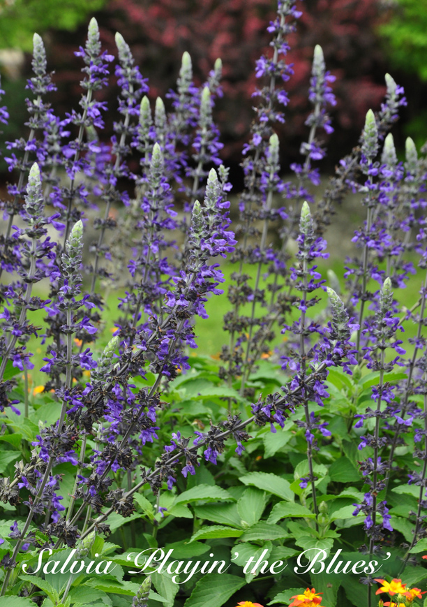 Three Dogs in a Garden Annual Salvia Recent Introductions to watch