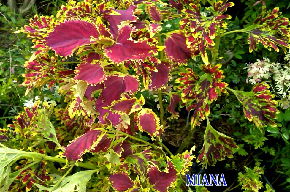 miana plant