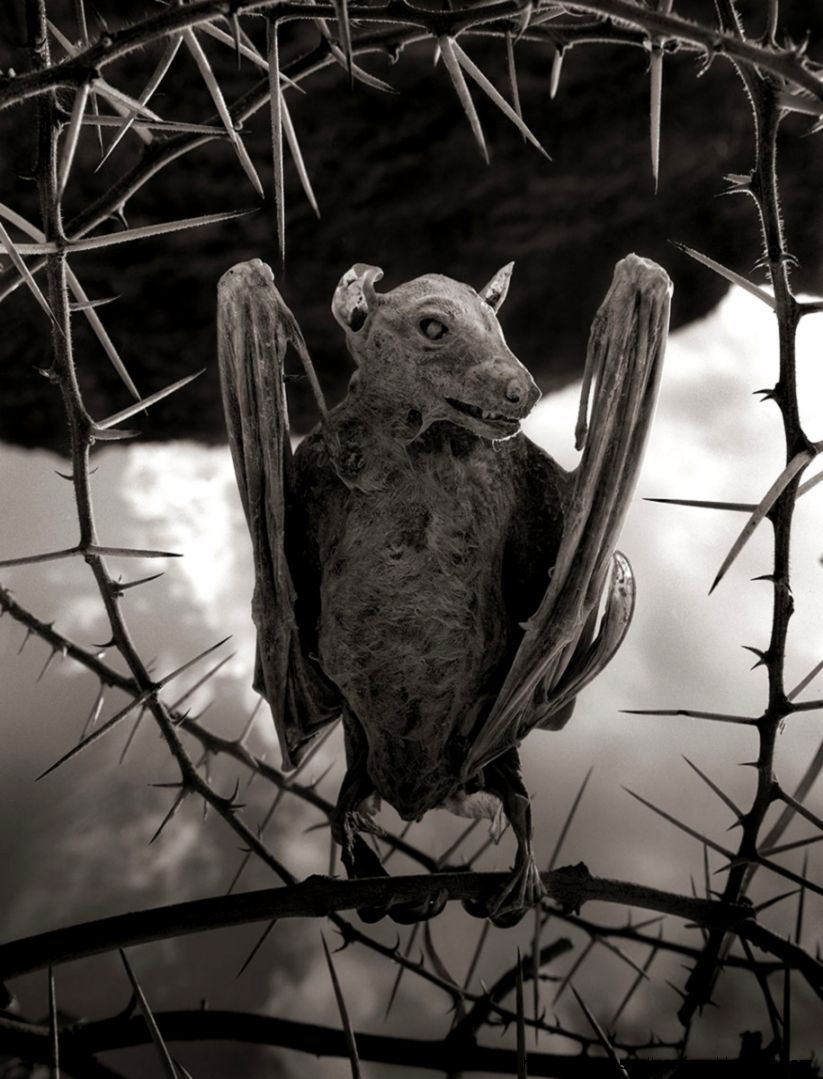 Ghostly Calcified Birds Found At African Mineral Lake Pelfind Ghostly Calcified Birds Found At African Mineral Lake Pelfind