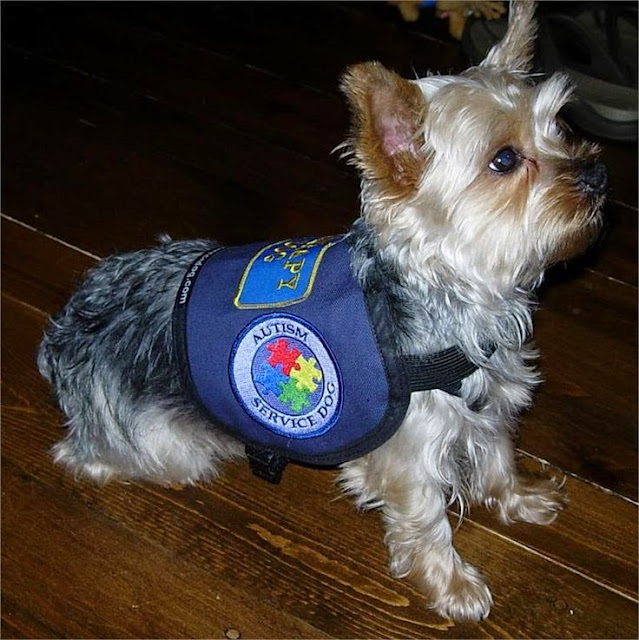 Autism Service Dogs Ontario Autism Service Dogs Ontario