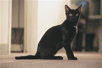 Emilyspets
