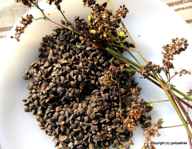 Taste of Nepal Buckwheat Bread Phaapar ko Roti (फापरको रोटी)