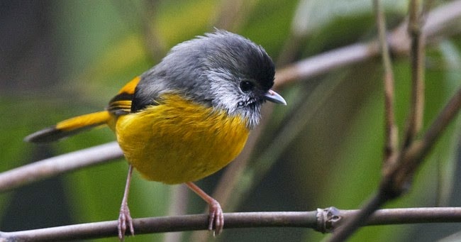 Variety of Life Sylvioidea