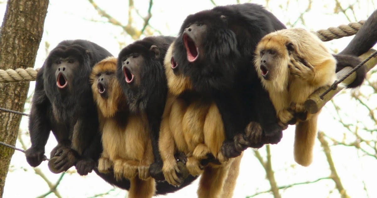 Pictures: Black Howler Monkey