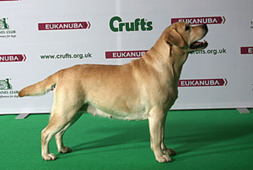 Are Labradors Deep Chested