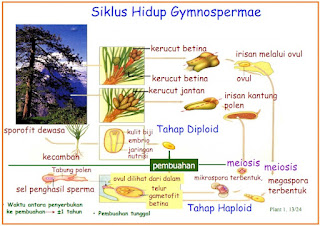 metagenesis gymnospermae siklus hidup http://info-gudangilmu.blogspot.com/
