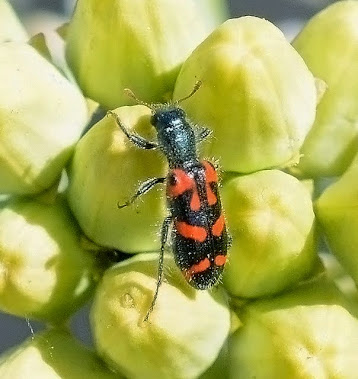 Ornate Checkered Beetle 492