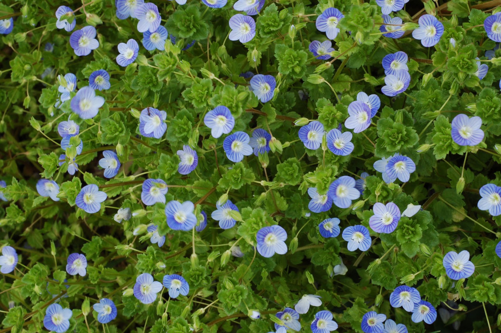 Lancaster Farmacy Don't kill those "weeds"!