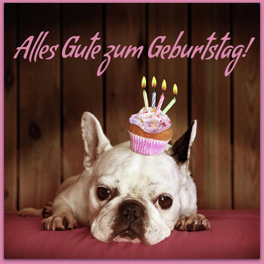 Hunde mit einem MiniGeburtstagskuchen Alles Gute zum Geburtstag! ツ