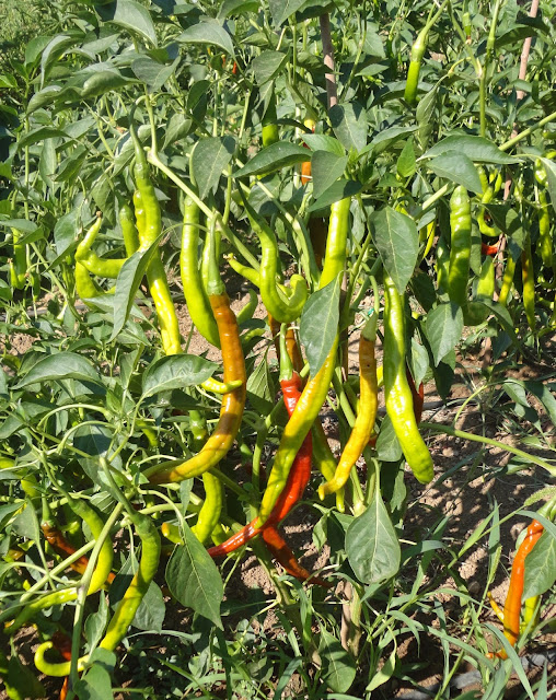 MATAS DE PIMIENTOS PARA SECAR Y CONSERVAR