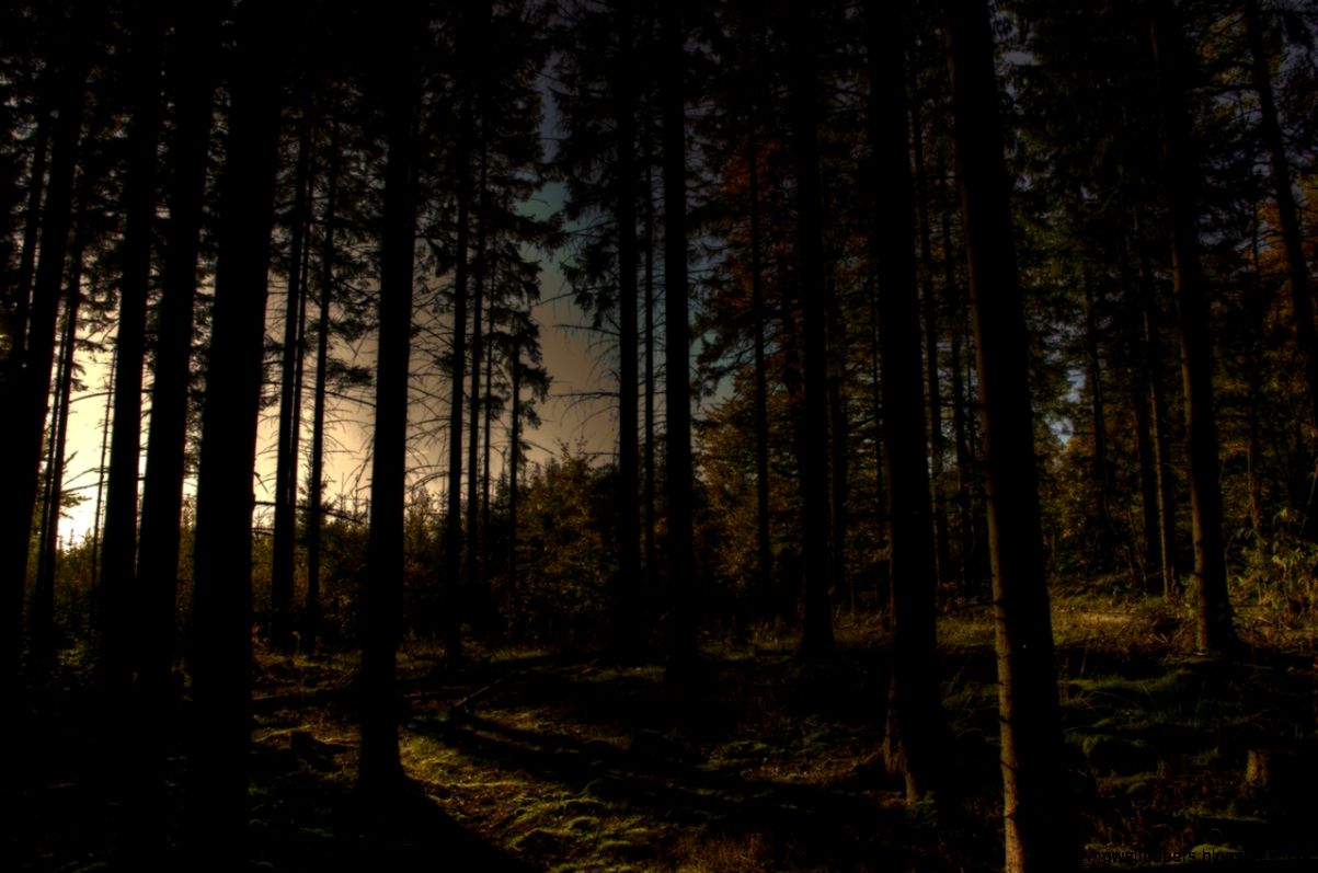 Forest Tumblr hd images Forest Tumblr hd images