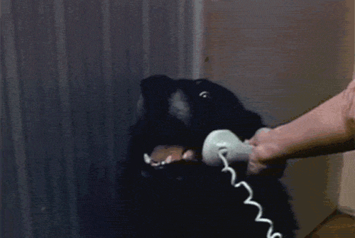 hello-yes-this-is-dog.gif
