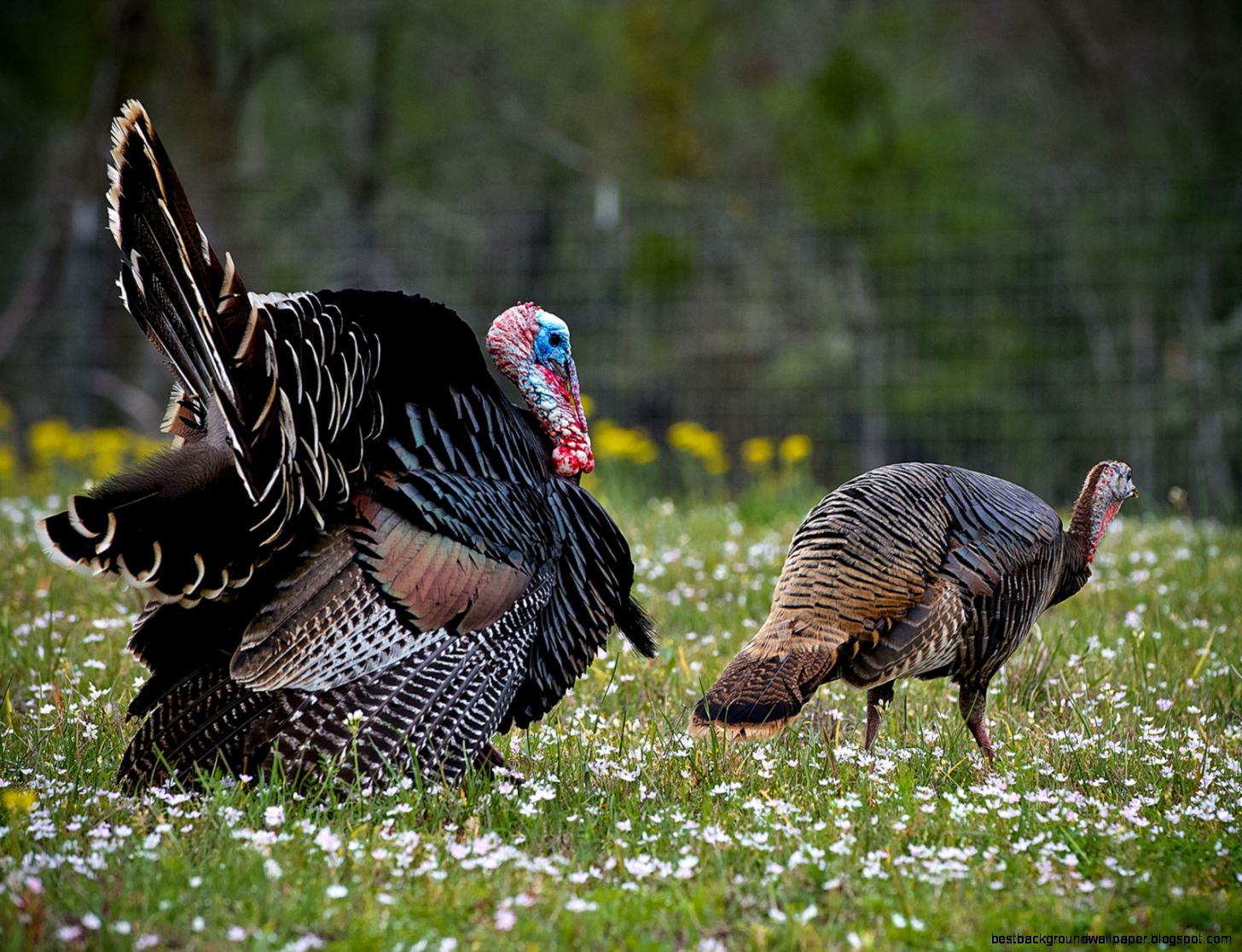Spring Turkey Hunting Spring Turkey Hunting