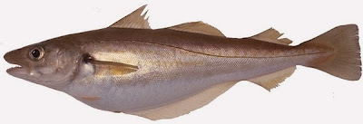 What kind of fish is a whiting fish?