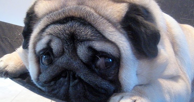 Vet Blog Pug Dog Encephalitis PDE Treatment Cause pugg encephalitis pdeuseeatment