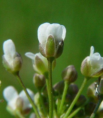 A Thou Bout De Champs