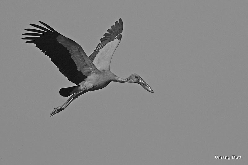 Black And White : Asian Openbill Stork, Anastomus Oscitans