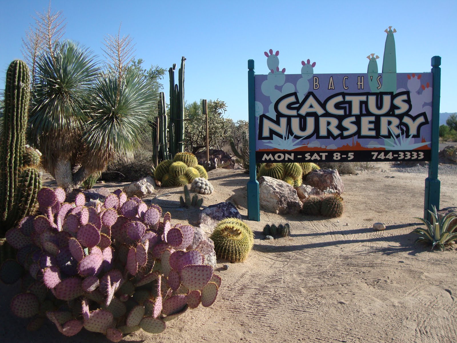 danger garden Bach's Cactus Nursery