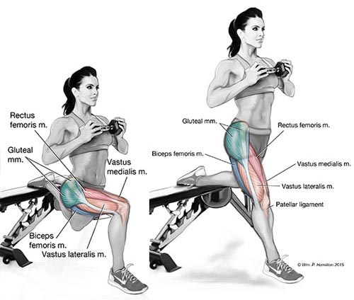 O levantamento terra sumô e o stiff sumô são variações de exercícios q