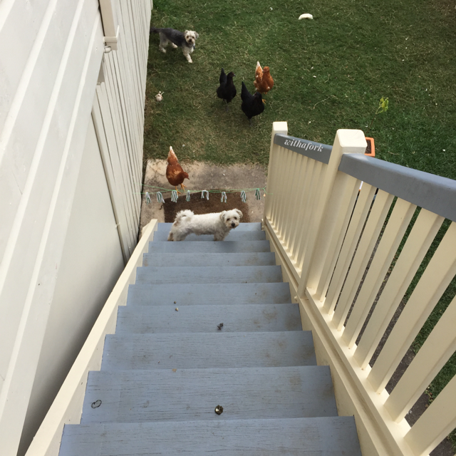 How I keep the chickens off the balcony
