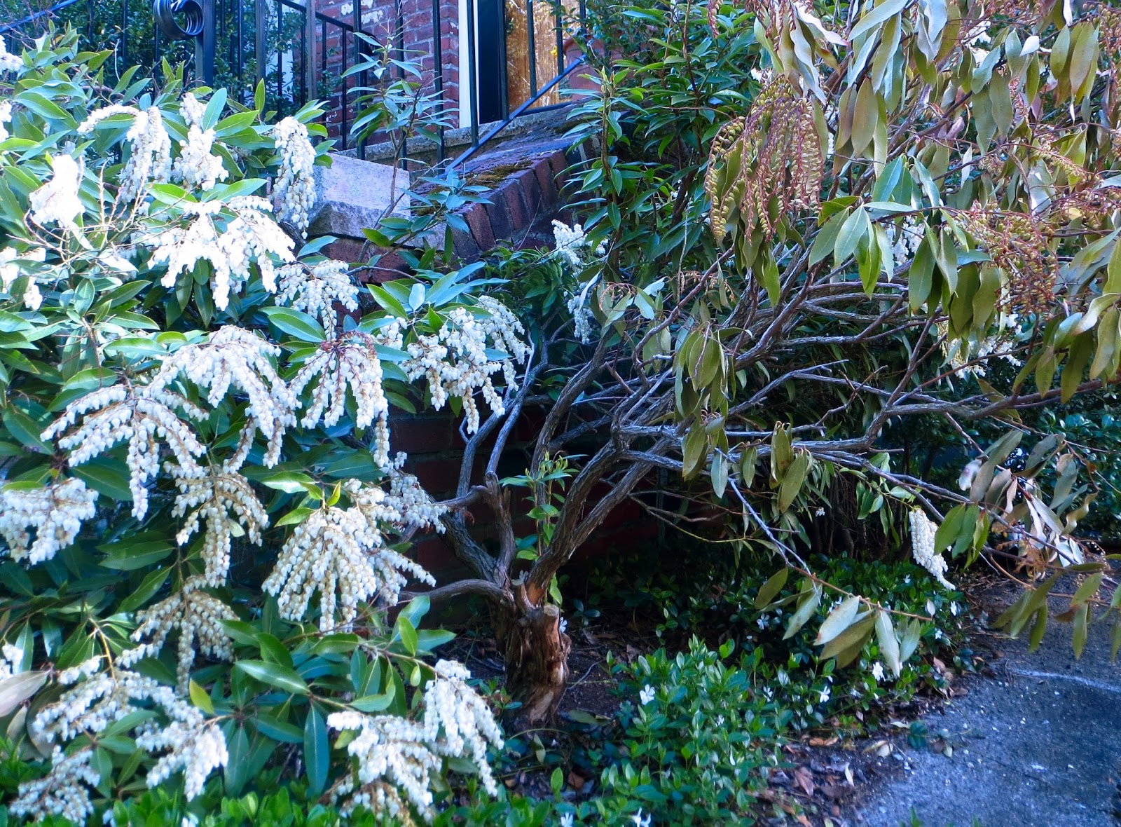 Pieris Ralto Perfect For Plants