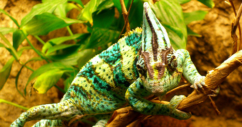 Top 10 Animal That Can Change Color | Everything You Know