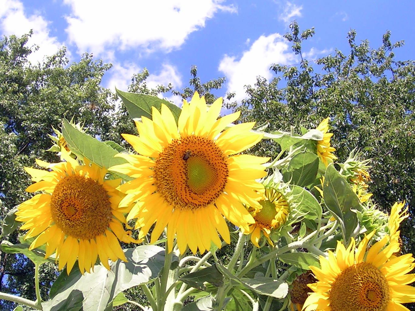 animalfriendly eating sunflower with multiple blooms