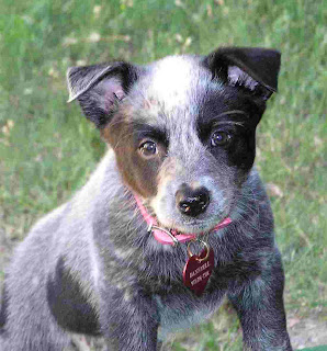 Australian Cattle Puppy Image