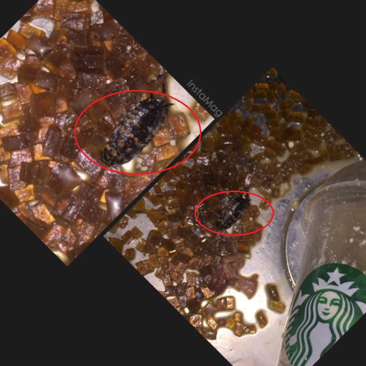 http://3.bp.blogspot.com/-NWcAKD2gQOA/VXP_fhYa0lI/AAAAAAAACzA/b6avupBS8FA/s1600/cockroach-starbucks.jpg