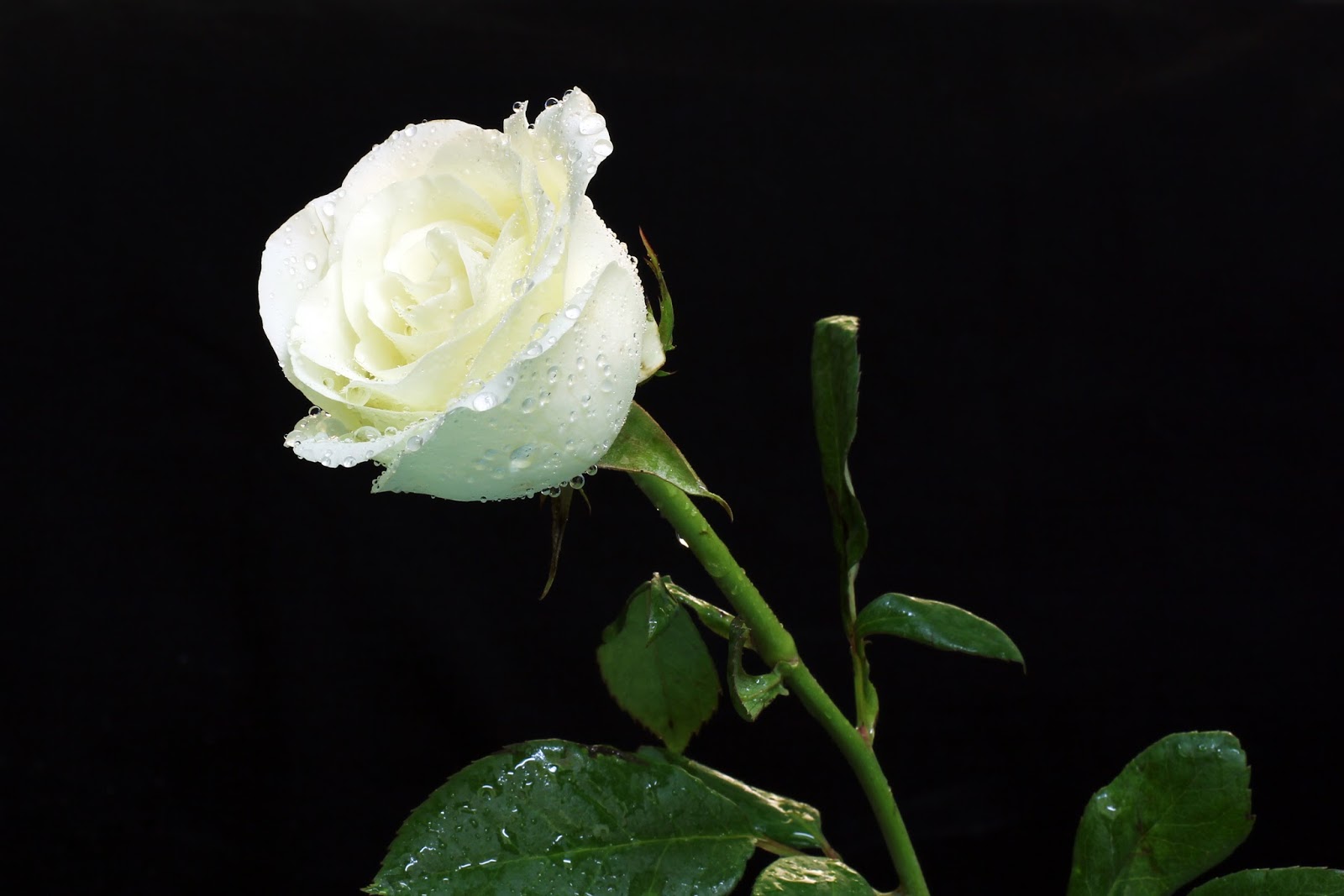 fotos-de-rosas-blancas-white-roses-photos%2B(4).jpg