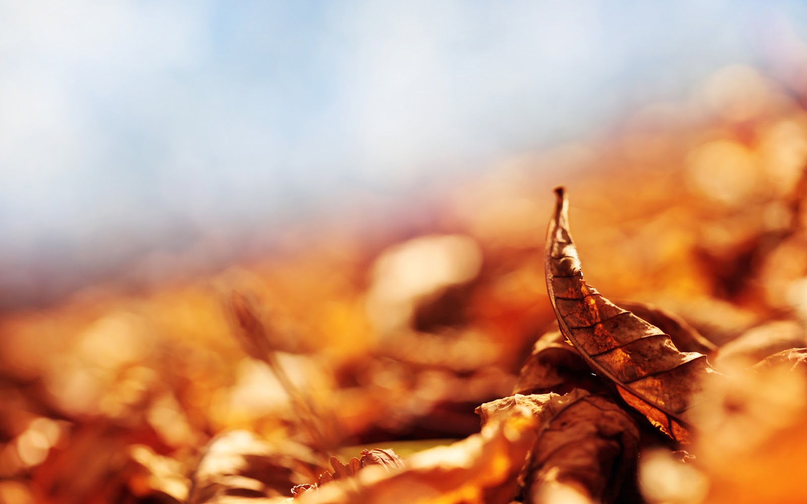 free wallpaper downloads free wallpaper downloads