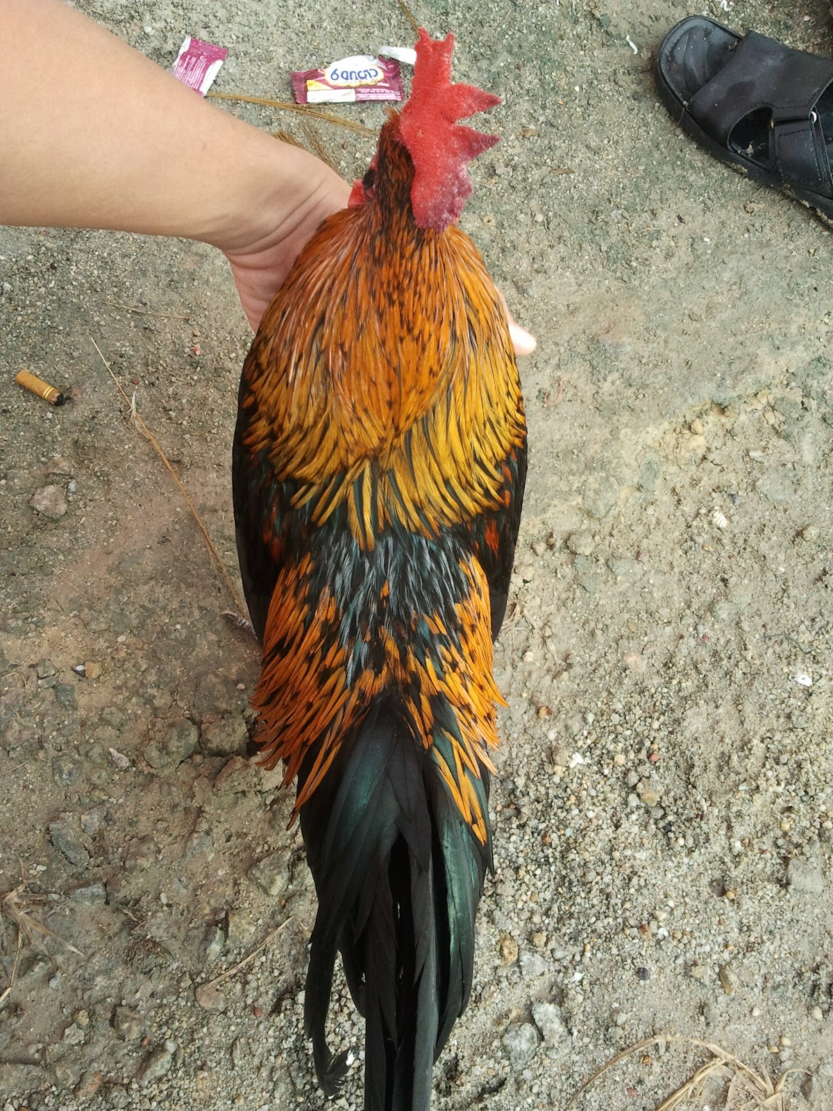 78 Gambar Ayam Hutan Jalak Terbaik 78 Gambar Ayam Hutan Jalak Terbaik