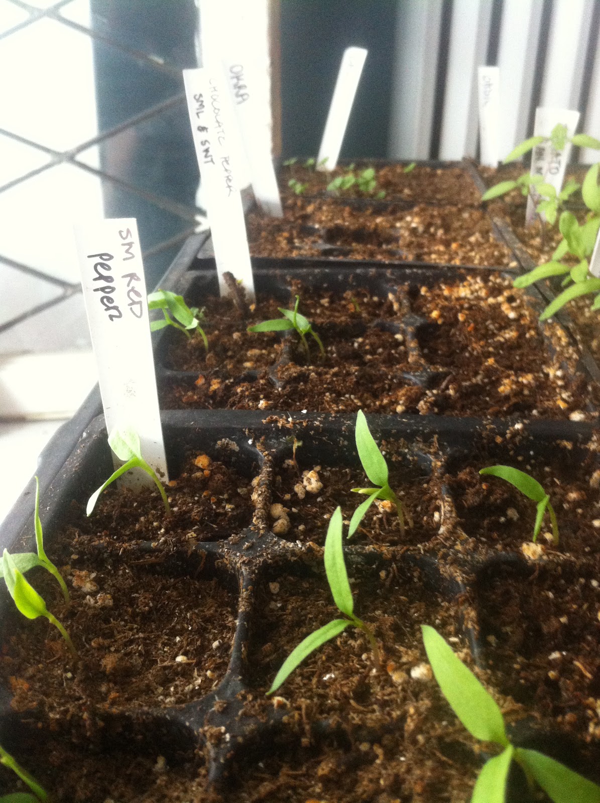 urbantomato Pepper Seeds & Slow Germination